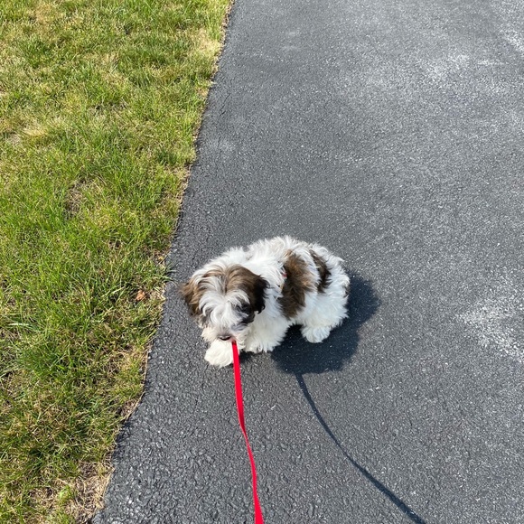 Posh Ambassador! - Picture 6 of 8